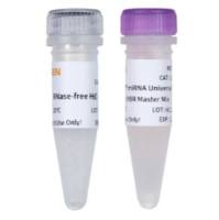 Hieff® miRNA Universal qPCR SYBR Master Mix(加A法)