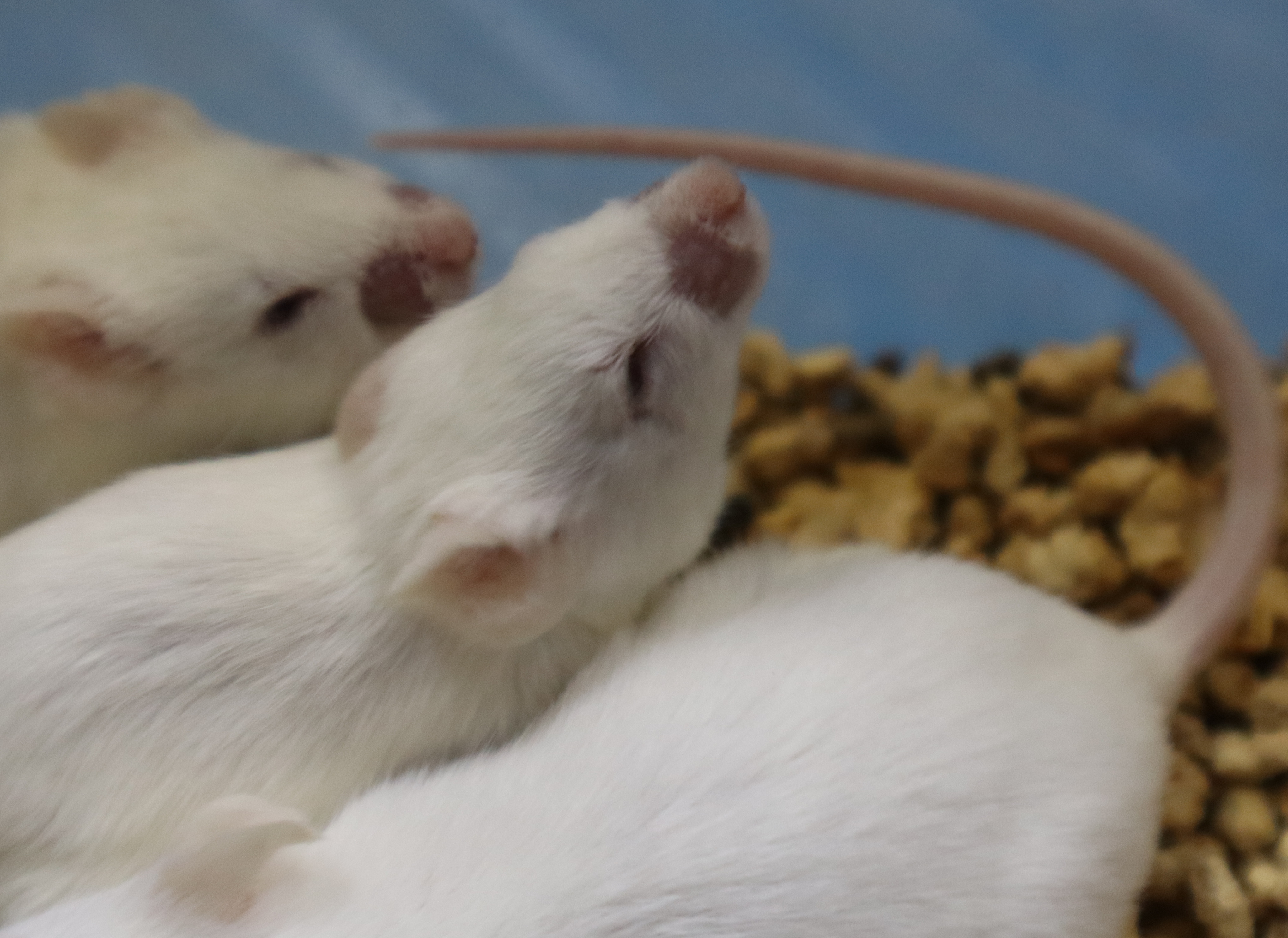 艾菱菲特惠 | lpr鼠直降120元！电镜检测六八折！