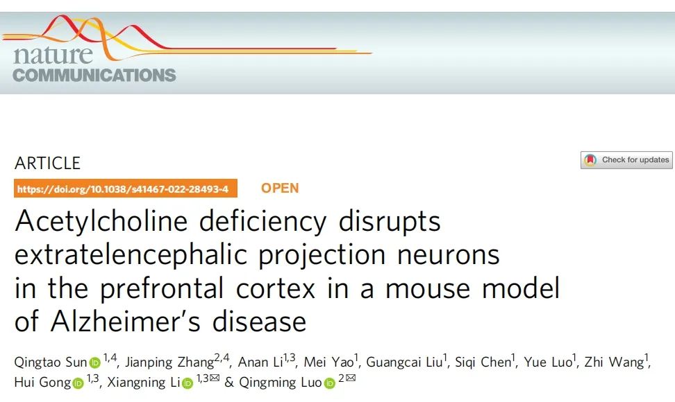 IF=17.69【客户文章】Nature子刊：华科大李向宁团队联合骆清铭院士揭示阿尔兹海默病短期记忆障碍的神经机制