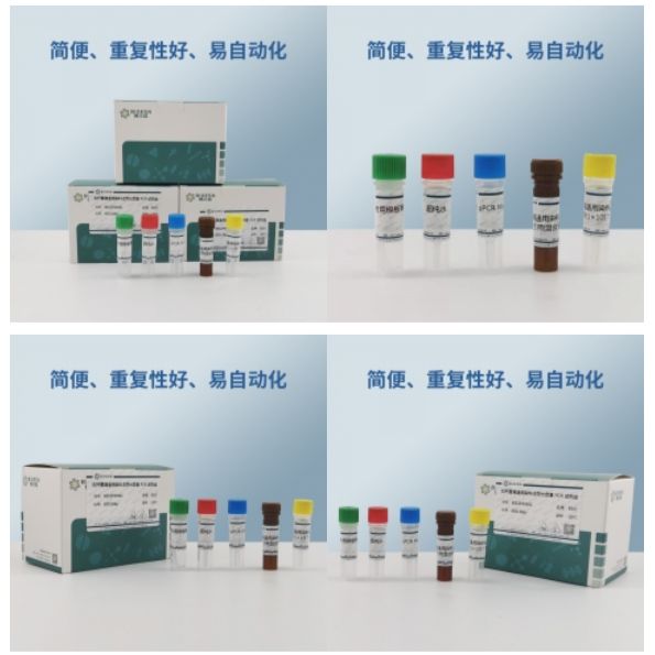 瓜类细菌性果斑病菌探针法荧光定量PCR试剂盒