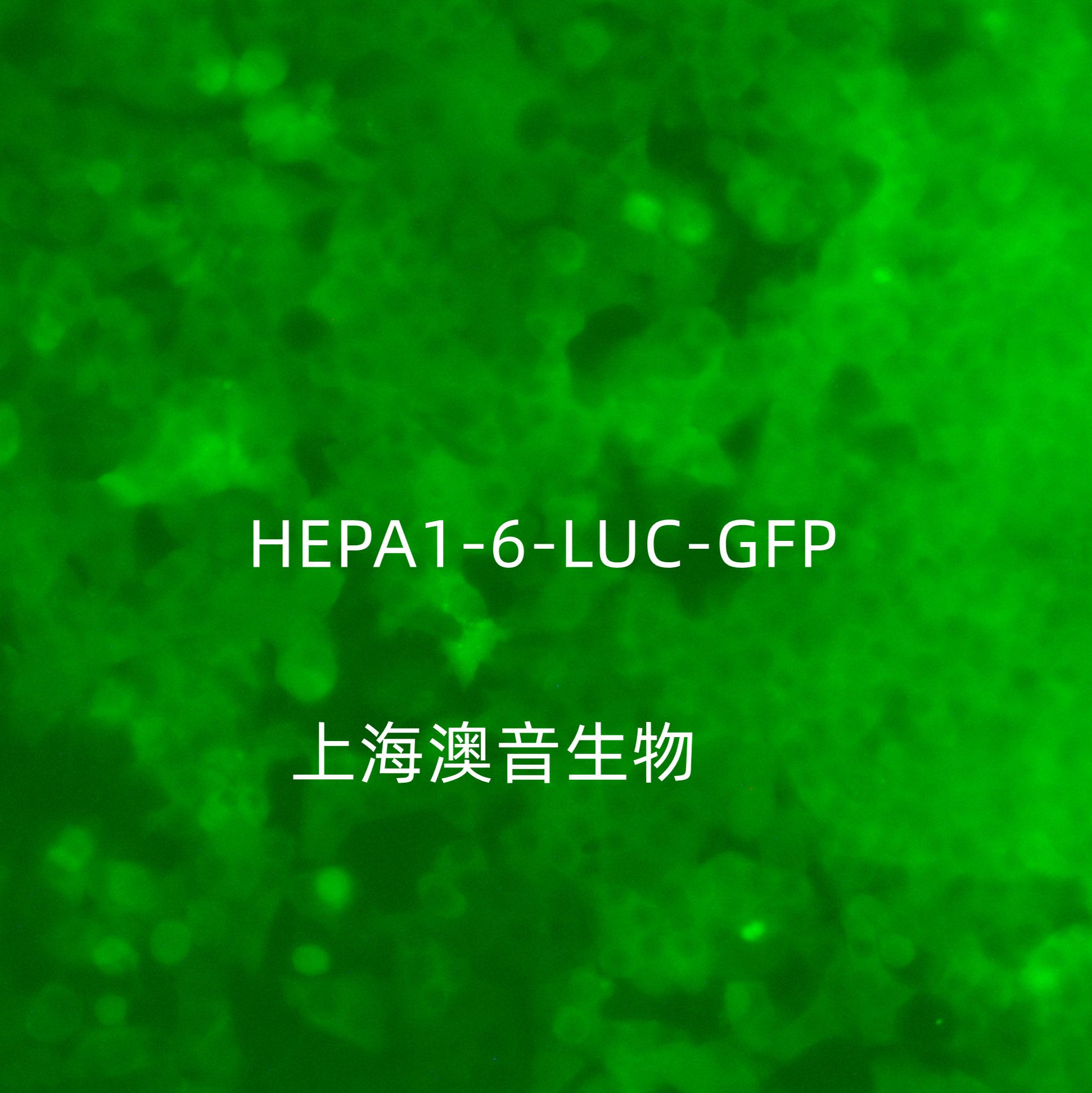 Hepa1-6-luc-GFP-PURO[hepa1-6-luc;hepa1-6-gfp]萤火虫荧光素酶标记的小鼠肝癌细胞