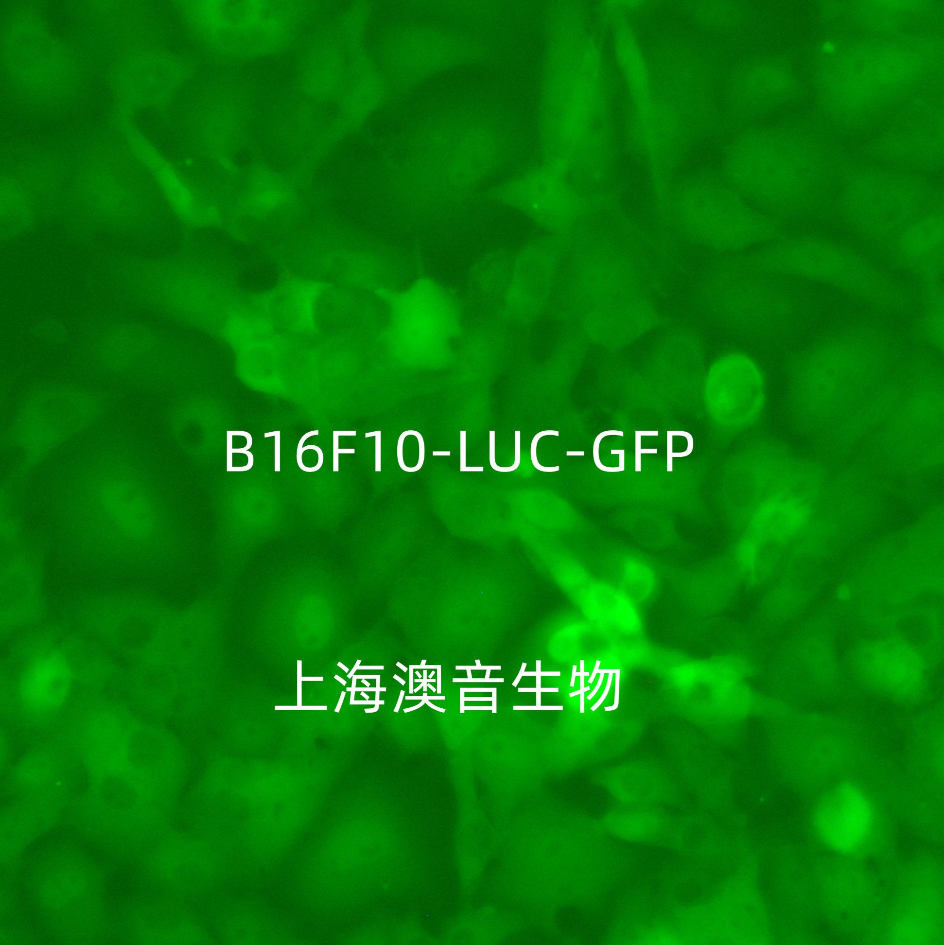 B16-F10-LUC-GFP-Puro【B16F10-LUC;B16F10-GFP】萤火虫荧光素酶标记的小鼠皮肤黑色素瘤细胞