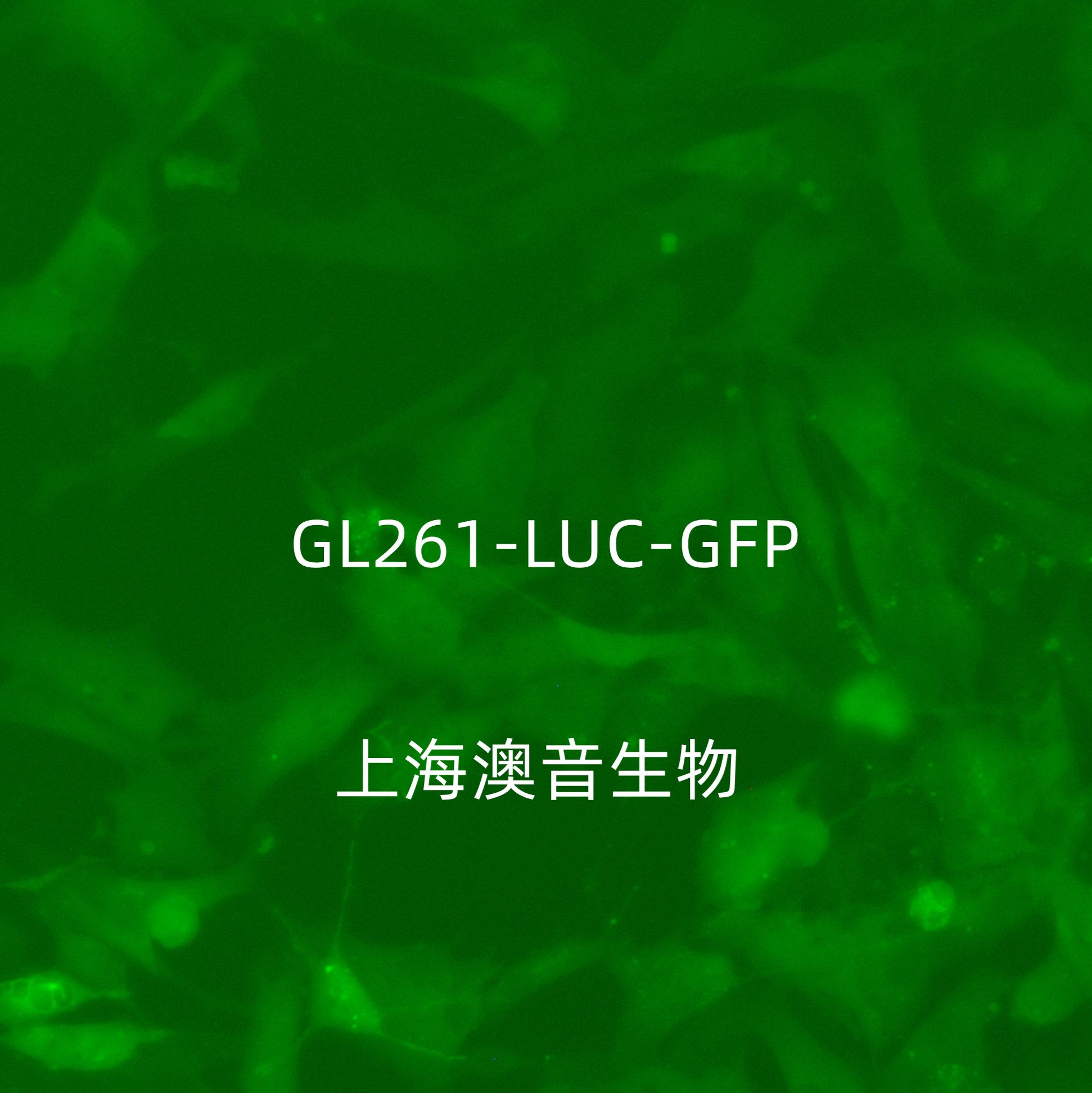 GL261-LUC-GFP-Puro【GL261-GFP;GL261-LUC】萤火虫荧光素酶标记的小鼠胶质瘤细胞