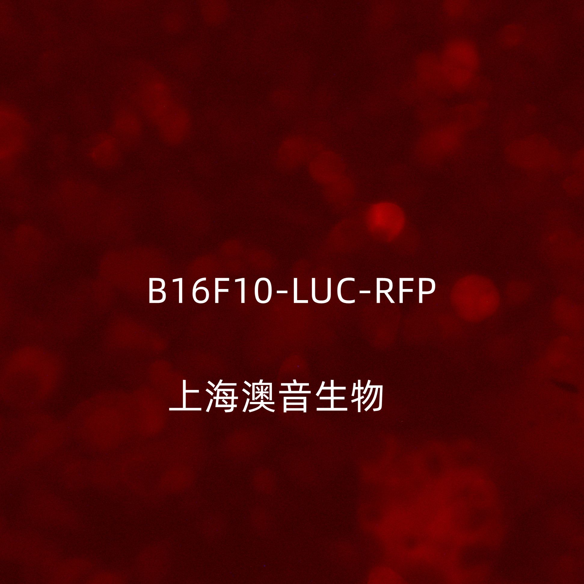 B16-F10-LUC-RFP-Puro【B16F10-LUC;B16F10-RFP】萤火虫荧光素酶标记的小鼠皮肤黑色素瘤细胞