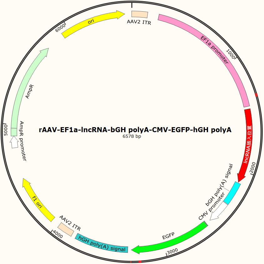 lncRNA过表达及干扰载体设计与实验