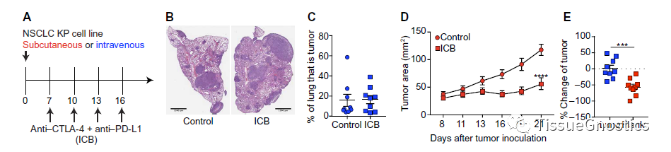Science子刊|TissueFAXS Cytometery技术&新型细胞因子疗法为肿瘤免疫治疗带来希望