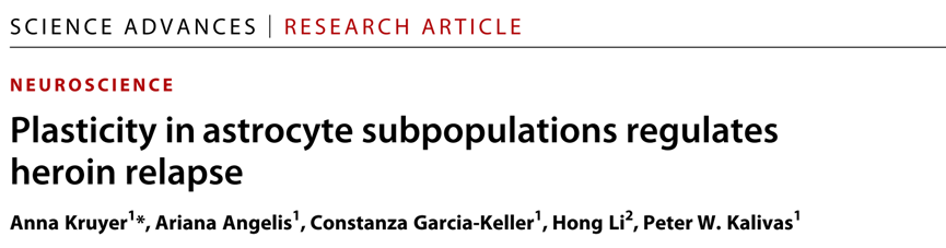 Science Advances：成瘾复发找不到解决办法？星形胶质细胞给你新思路