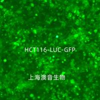 HCT-116-LUC-GFP-Puro[HCT116-LUC;HCT116-GFP]萤火虫荧光素酶标记的人结肠癌细胞