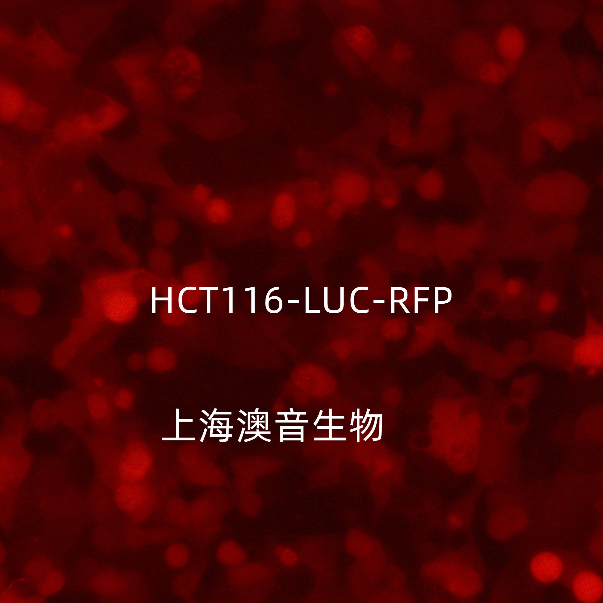 HCT-116-LUC-RFP-Puro[HCT116-LUC;HCT116-RFP]萤火虫荧光素酶标记的人结肠癌细胞