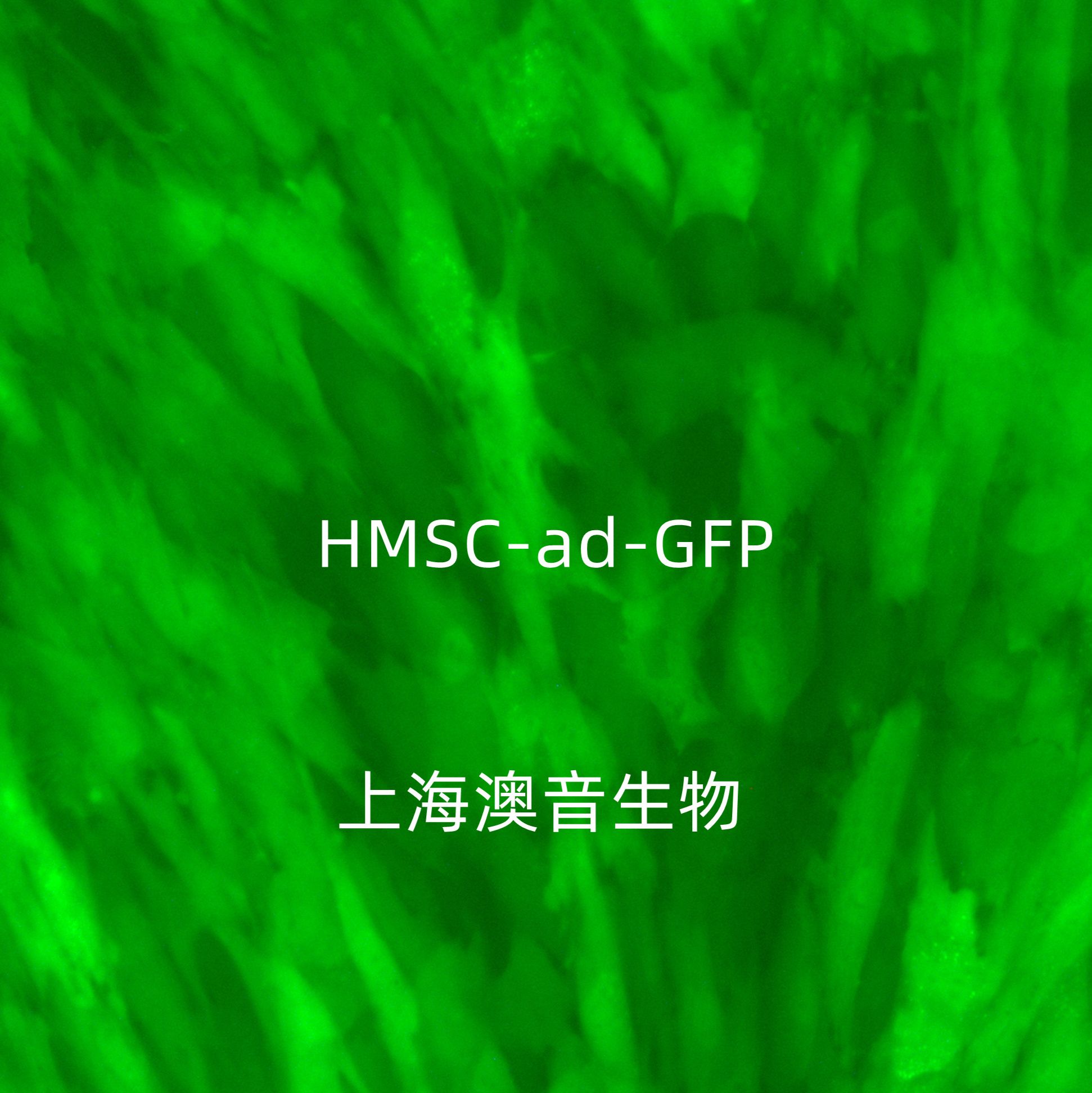 HMSC-ad-GFP绿色荧光蛋白标记的人脂肪干细胞