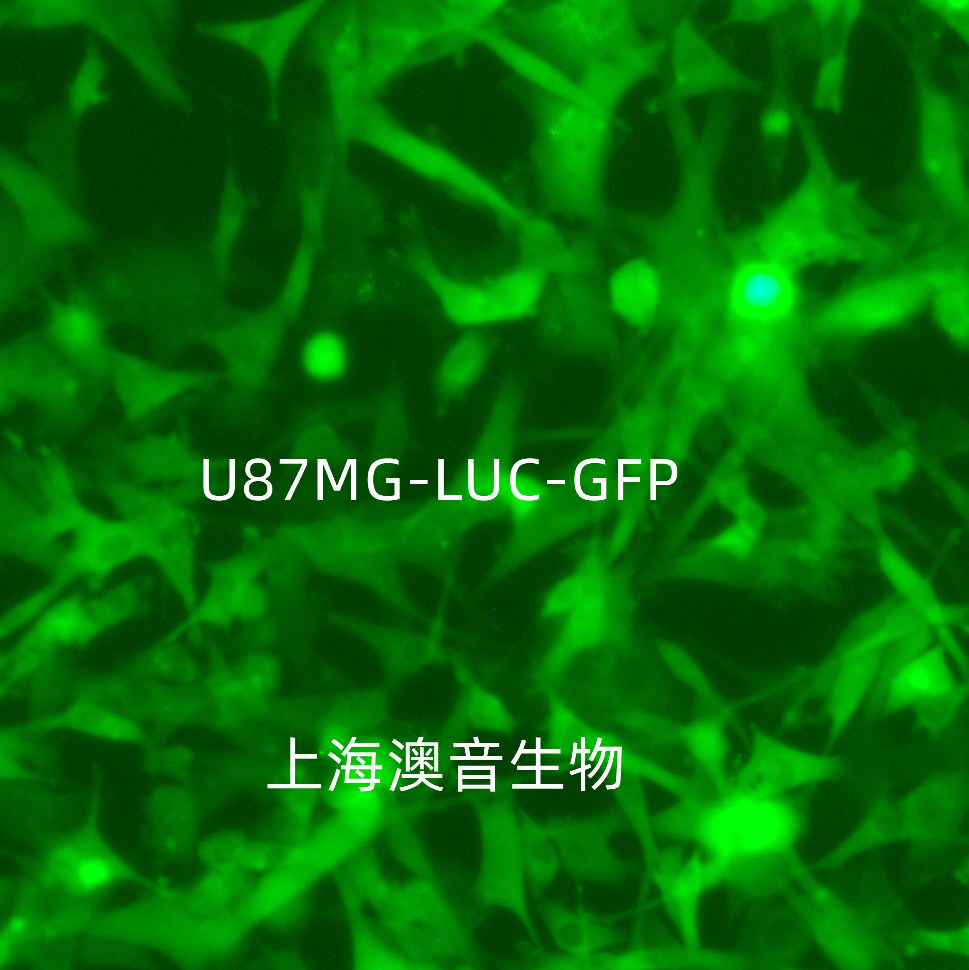 U-87MG-LUC-GFP-Puro[u87mg-luc;u87mg-gfp;u87-gfp;u87-luc]双标记的人脑星形胶质母细胞瘤