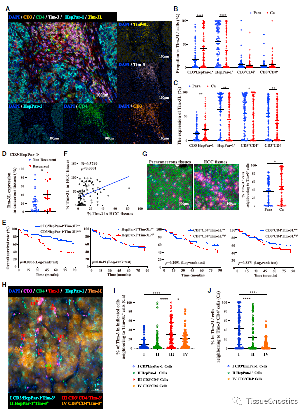 山东大学基础医学院马春红教授团队全新空间角度描绘Tim-3肿瘤免疫治疗策略新思路