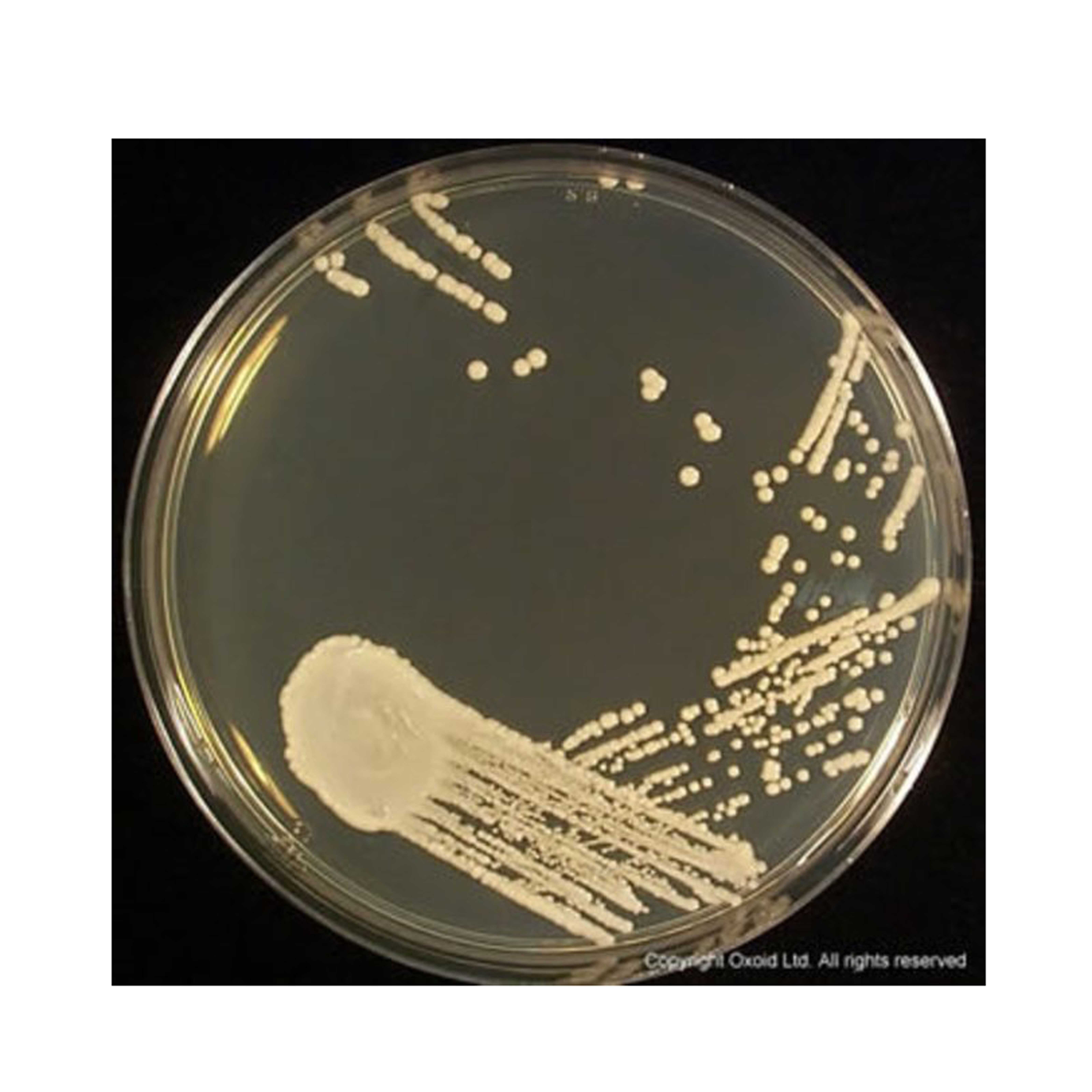 CM0041B Thermo Scientific™沙氏葡萄