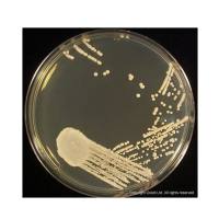CM0041B Thermo Scientific™沙氏葡萄糖琼脂(脱水)