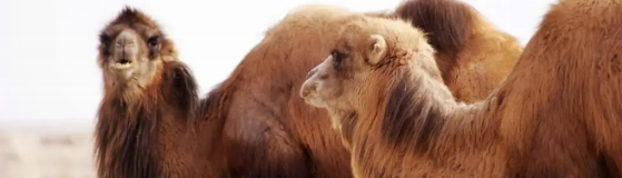 PBMC产品库新品推介—羊驼/骆驼外周血单个核细胞