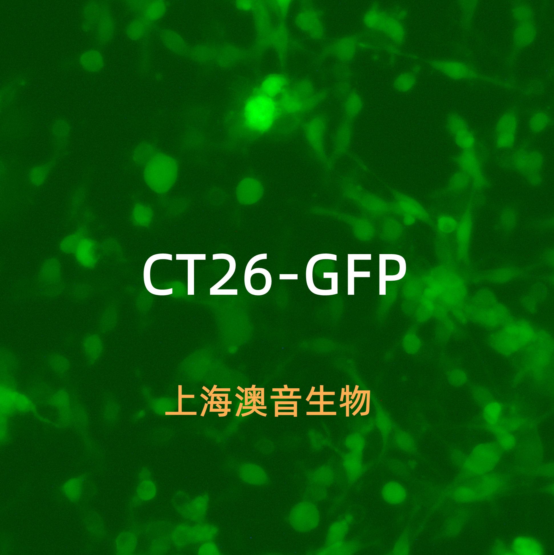 CT26-GFP-Puro[CT26-GFP;]双标记的小鼠结肠癌细胞