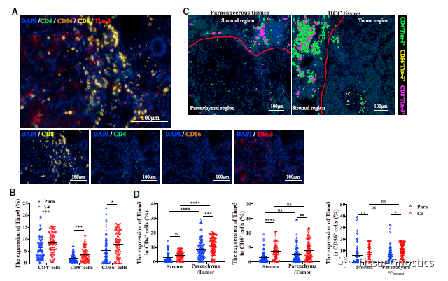 山东大学基础医学院马春红教授团队全新空间角度描绘Tim-3肿瘤免疫治疗策略新思路