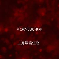 MCF-7-LUC-RFP-Puro[mcf7-luc;mcf7-rfp;MCF7/LUC;MCF7/RFP]双标记的人乳腺癌细胞