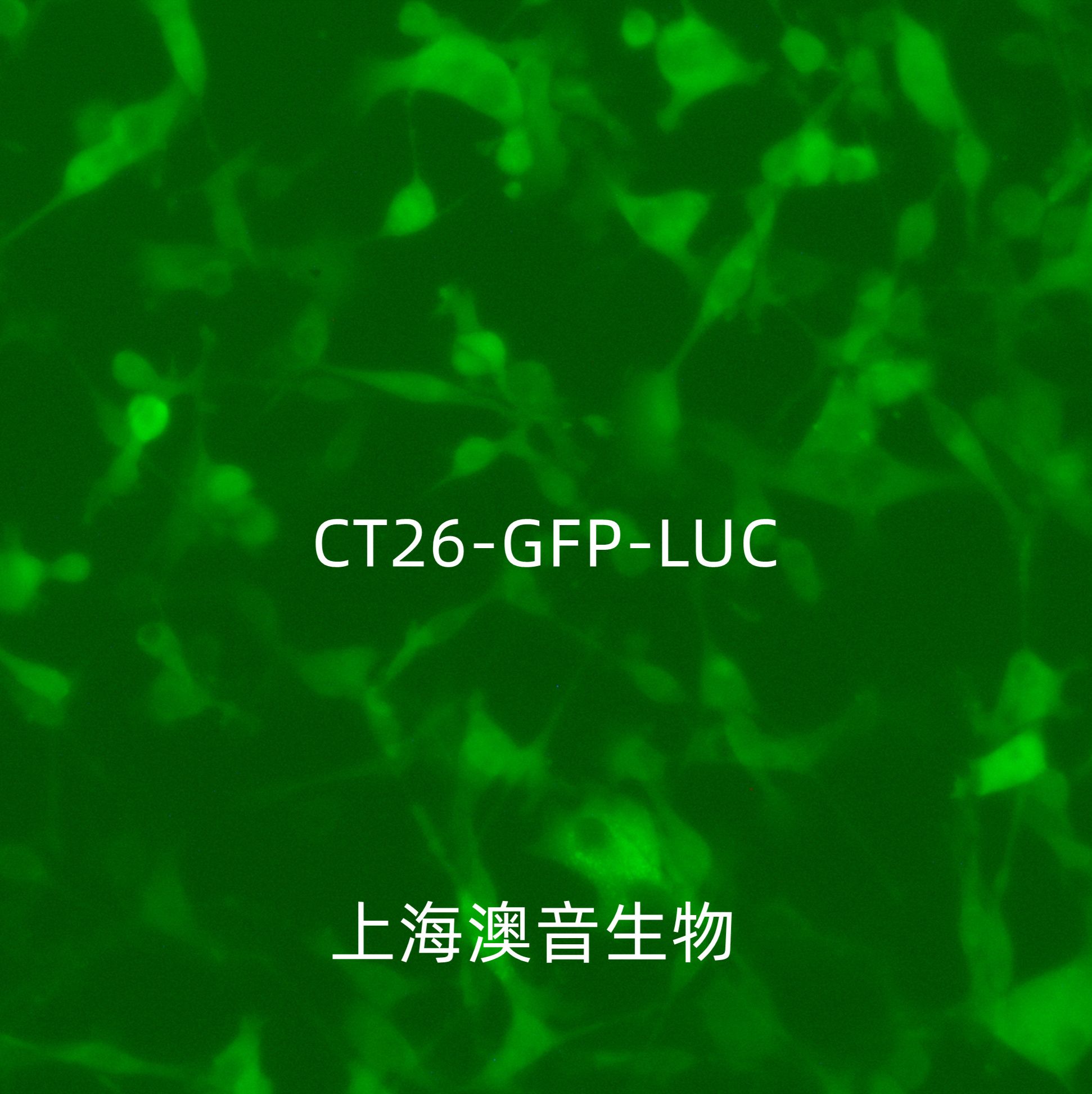 CT26.WT-LUC-GFP-Puro[CT26-GFP;CT26-LUC]双标记的小鼠结肠癌细胞