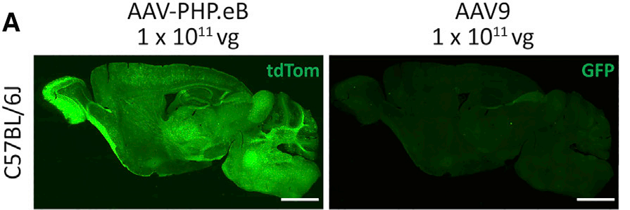 枢密增强版AAV-PHP.eB !