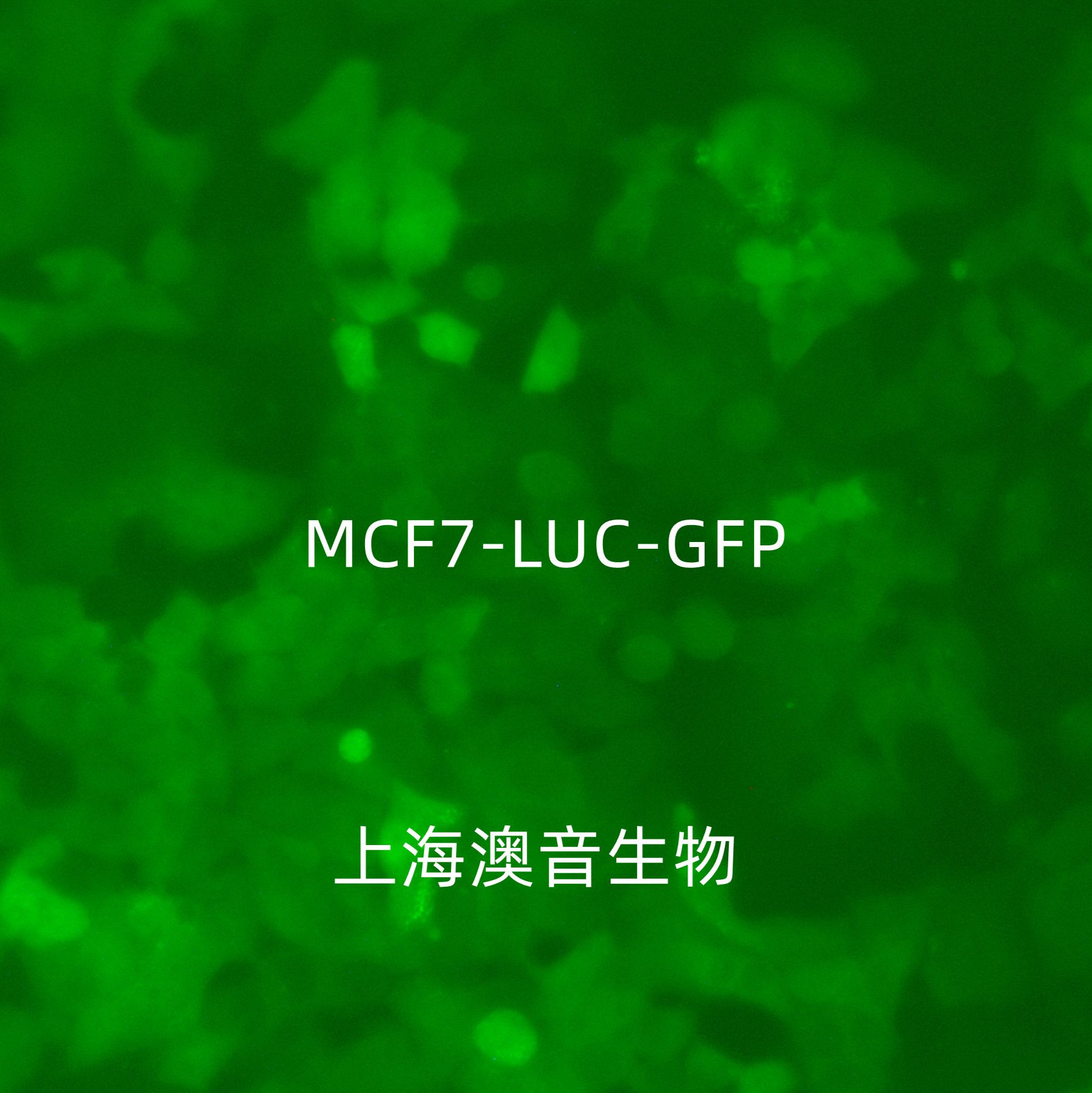 MCF-7-LUC-GFP-Puro[mcf7-luc;mcf7-gfp;MCF7/LUC;MCF7/GFP]双标记的人乳腺癌细胞