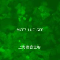 MCF-7-LUC-GFP-Puro[mcf7-luc;mcf7-gfp;MCF7/LUC;MCF7/GFP]双标记的人乳腺癌细胞