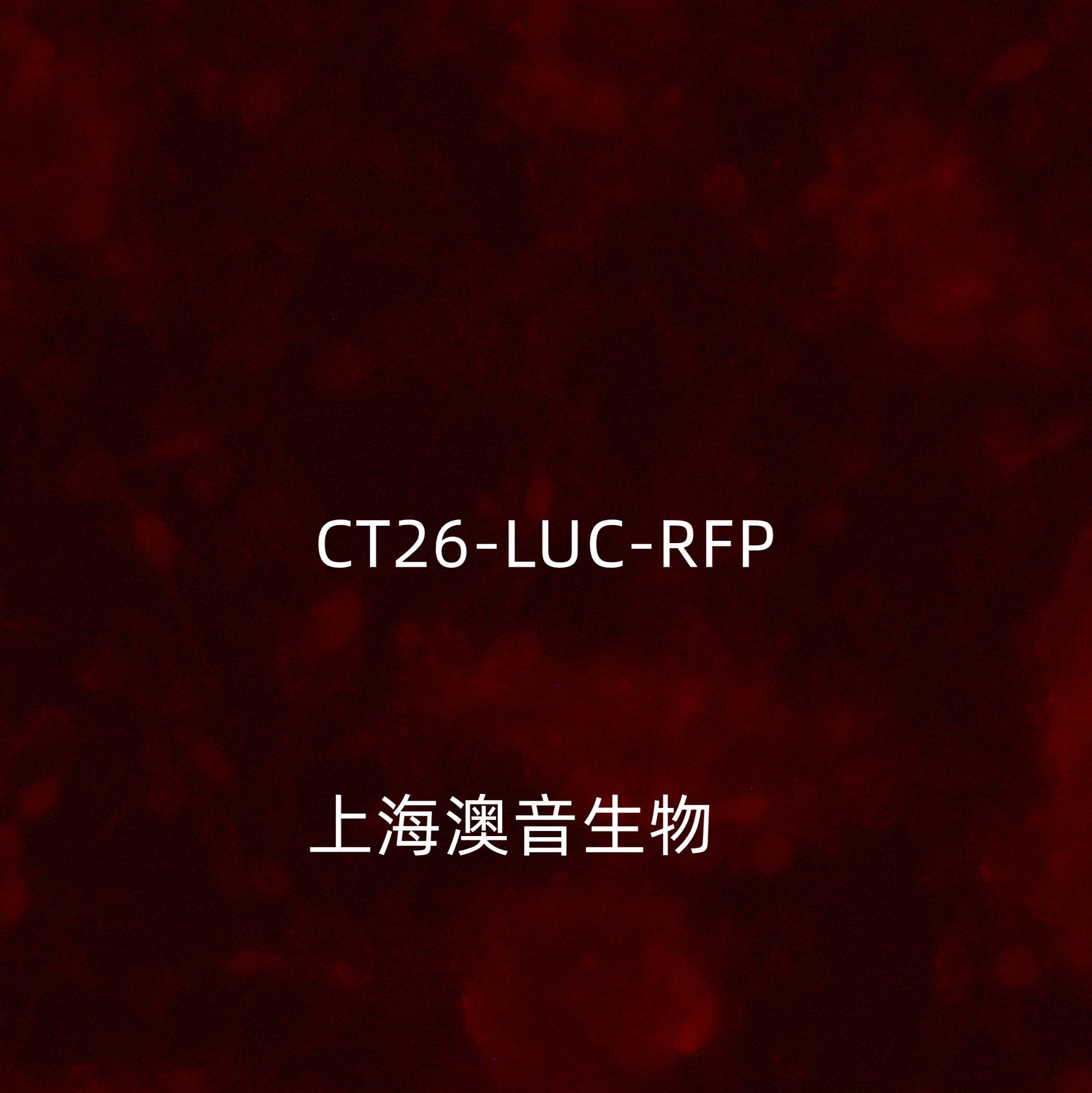 CT26-LUC-RFP-Puro[CT26-RFP;CT26-LUC]双标记的小鼠结肠癌细胞