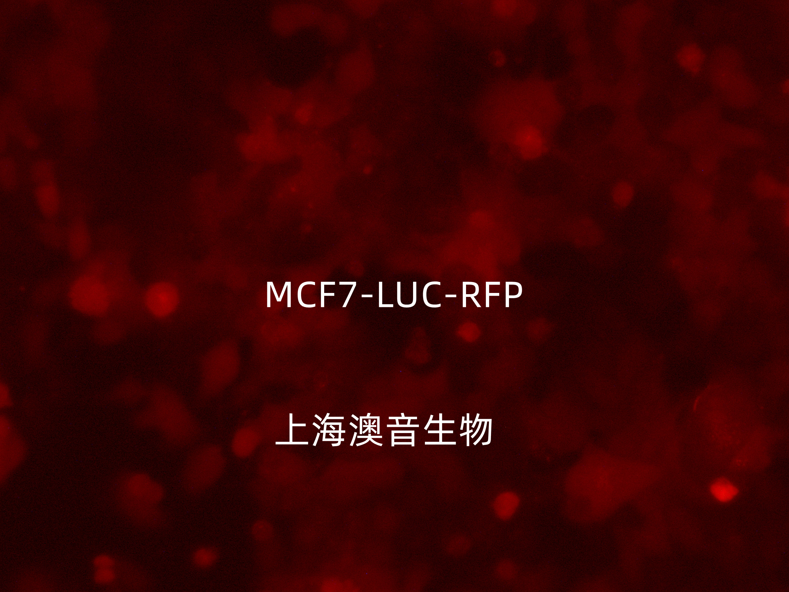 产品细节图片3