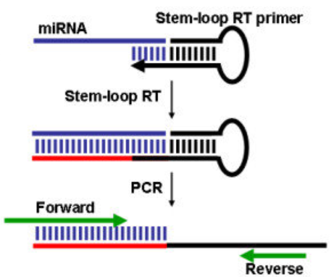 qPCR技术小讲堂第二期：从RNA到cDNA 技术前沿 生物在线 Labon