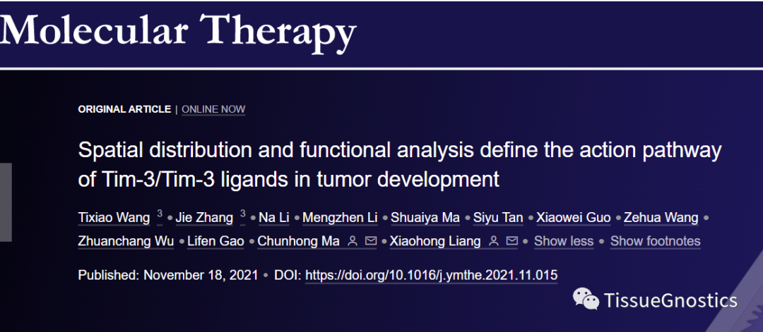 山东大学基础医学院马春红教授团队全新空间角度描绘Tim-3肿瘤免疫治疗策略新思路