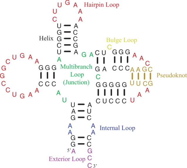 qPCR技术小讲堂第二期：从RNA到cDNA 企业动态 丁香通