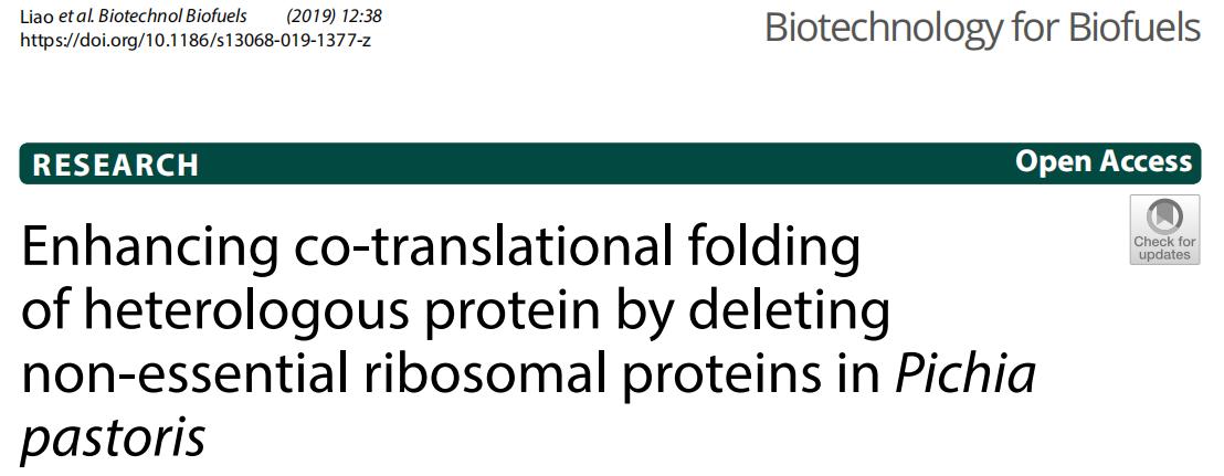 核糖体蛋白“裁员”可提高外源蛋白质表达的折叠效率