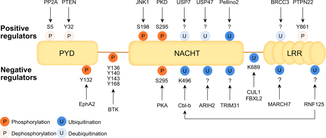 科“炎”直通车丨NLRP3炎性小体激活调控与靶向药物研究综述