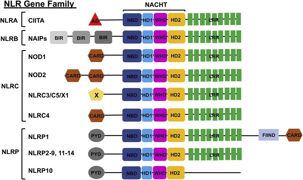 科“炎”直通车丨NLRP3炎性小体激活调控与靶向药物研究综述