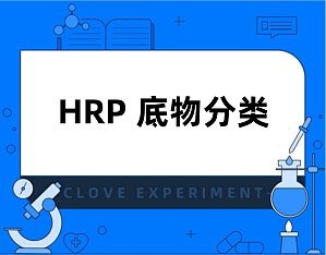 丁香实验推荐阅读