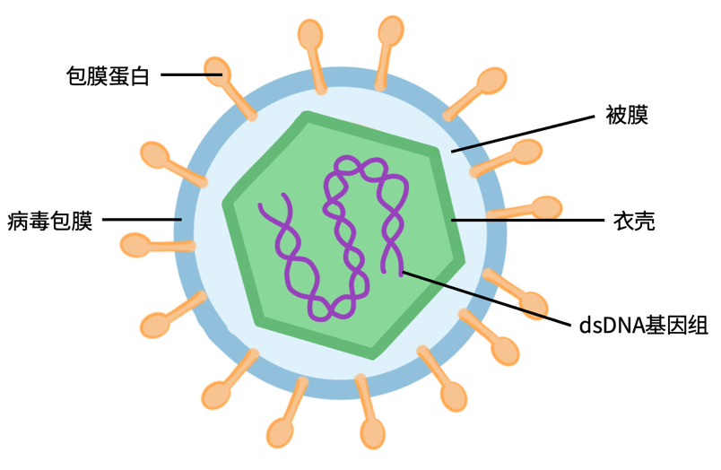 一文读懂 HSV 在基因治疗中的应用_公司新闻_丁香通