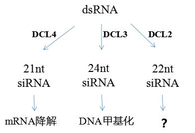 Polysome 技术应用：《Nature》阐释22-nt siRNA的生物学功能及产生机制