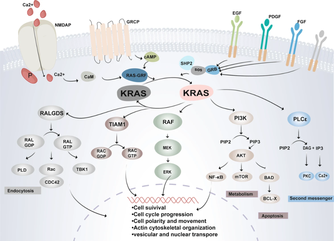 KRAS——抗癌药物研发新曙光!