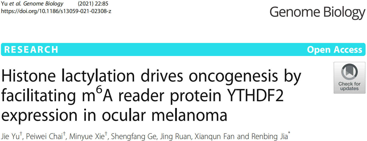 下一个组蛋白修饰热点：组蛋白乳酸化通过激活m6A Reader YTHDF2在眼部黑色素瘤中的表达来驱动肿瘤发生