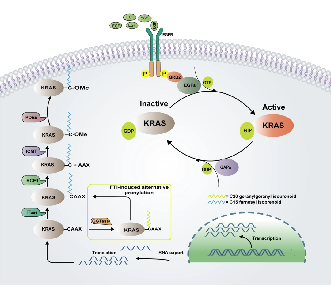 KRAS——抗癌药物研发新曙光!