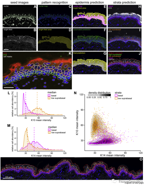 二甲双胍能逆转衰老？——Tissue Cytometry技术在表皮组织中氧化应激与抗衰老研究