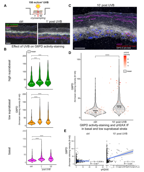 二甲双胍能逆转衰老？——Tissue Cytometry技术在表皮组织中氧化应激与抗衰老研究