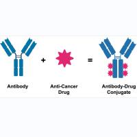 维百奥生物提供多种ADC药物开发关键试剂