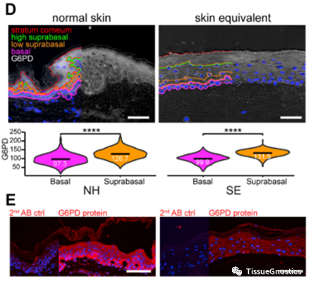 二甲双胍能逆转衰老？——Tissue Cytometry技术在表皮组织中氧化应激与抗衰老研究