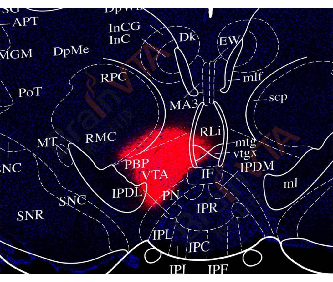 【我司产品or服务】高效无毒逆行示踪剂CTB+化学遗传必备CNO来咯！