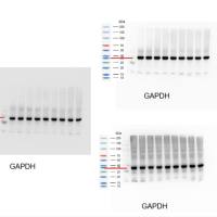 Western blot WB整膜/化学发光（Nature，Science标准级别）