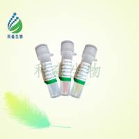 大肠杆菌外膜孔道蛋白C抗体(OMPC)