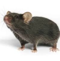 B6.129X1-Nfe2l2tm1Ywk/J