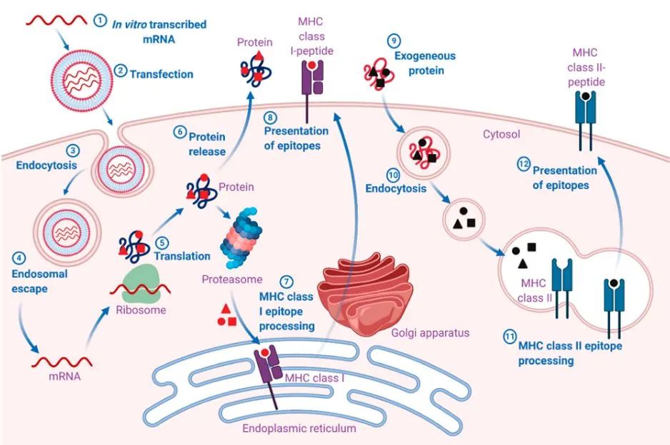 【文献解读】助力 mRNA 疫苗生产，加帽率测定新方法更可靠！