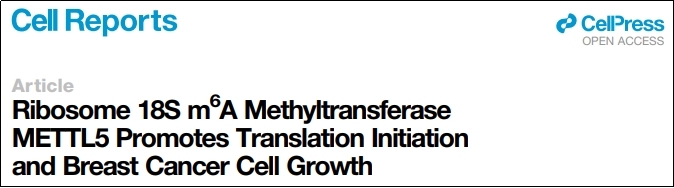 Polysome技术应用：Cell Reports（IF=9.995）核糖体18S m6A甲基转移METTL5促进翻译启动和乳腺癌细胞生长